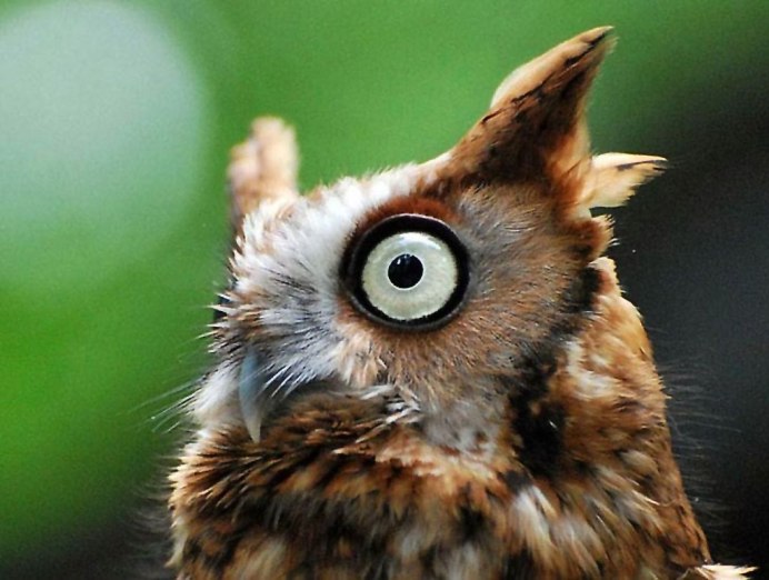 Смешная удивленная птица