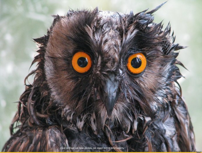Черная ушастая Сова