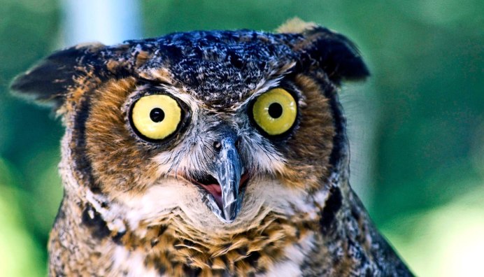 Удивленный взгляд Совы