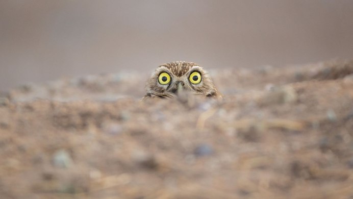 Смешные Совы