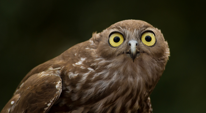 Испуганная Сова