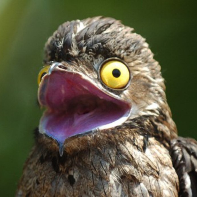 Сыч смешной