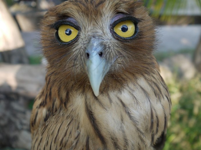 Смешные Совята