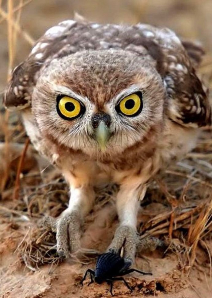 Хмурая Сова