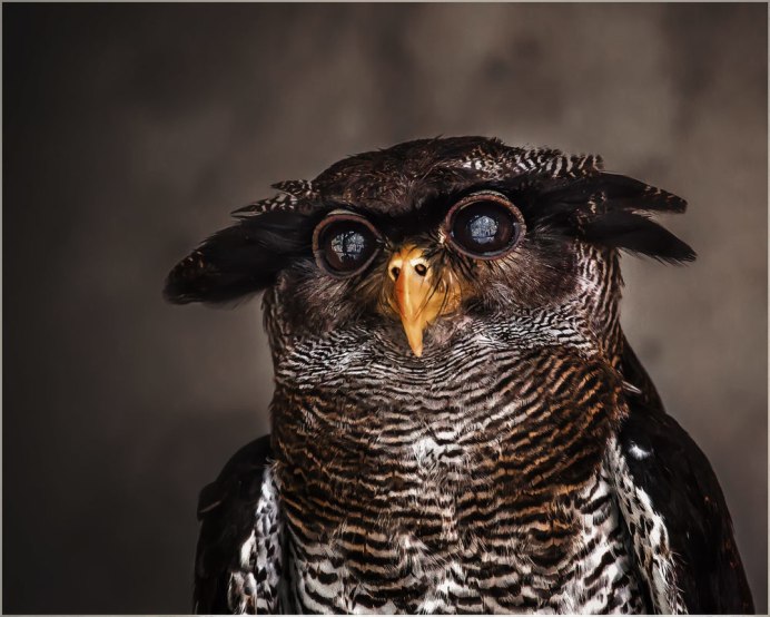 Смешные Совы