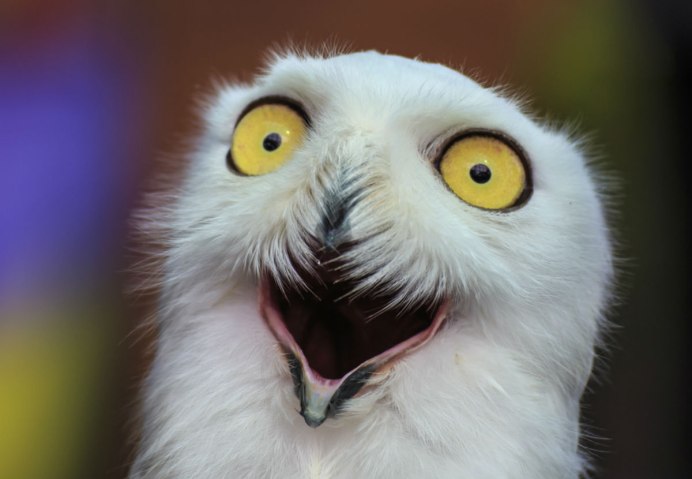 Удивленная птица