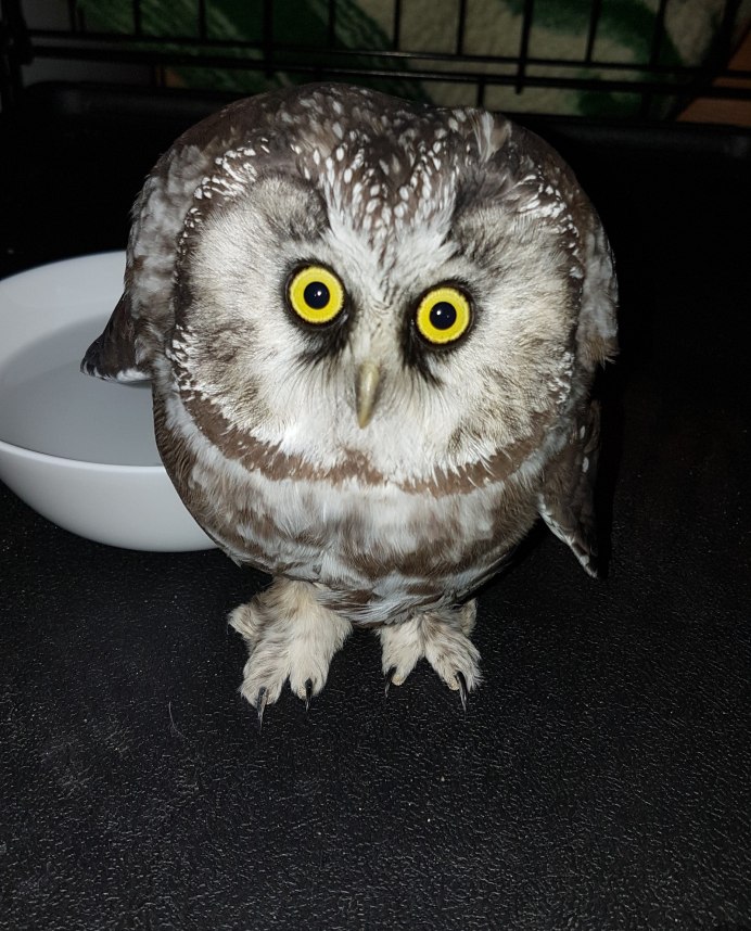 Домовый Сыч злой