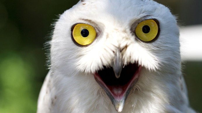 Сплюшка и мохноногий Сыч