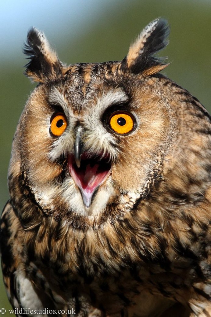 Смешные Совы