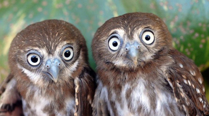 Совята первокурсники