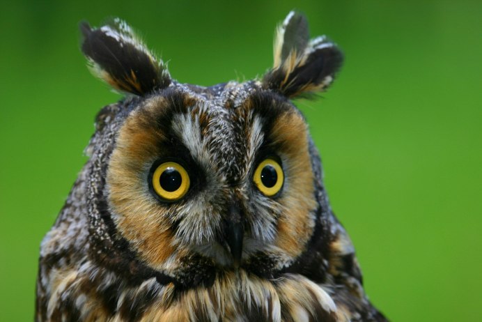 Филиппинский Филин