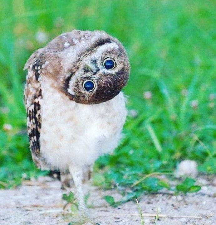 Смешные Совы