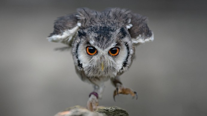 Любопытная Сова