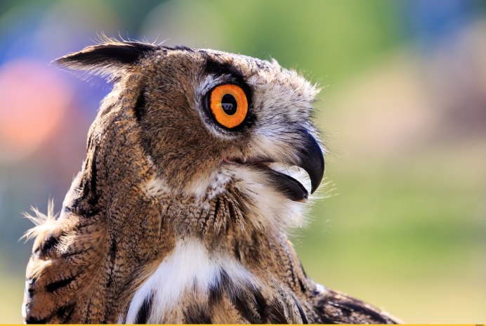 Голова Совы фото