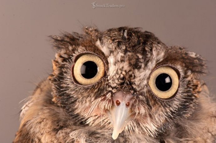 Испуганная Сова
