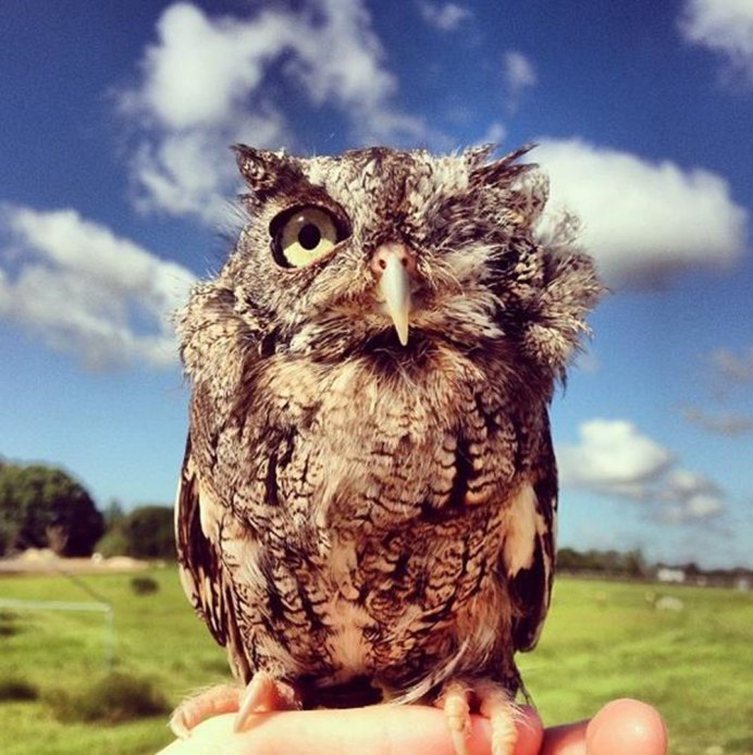 Взъерошенный Совенок