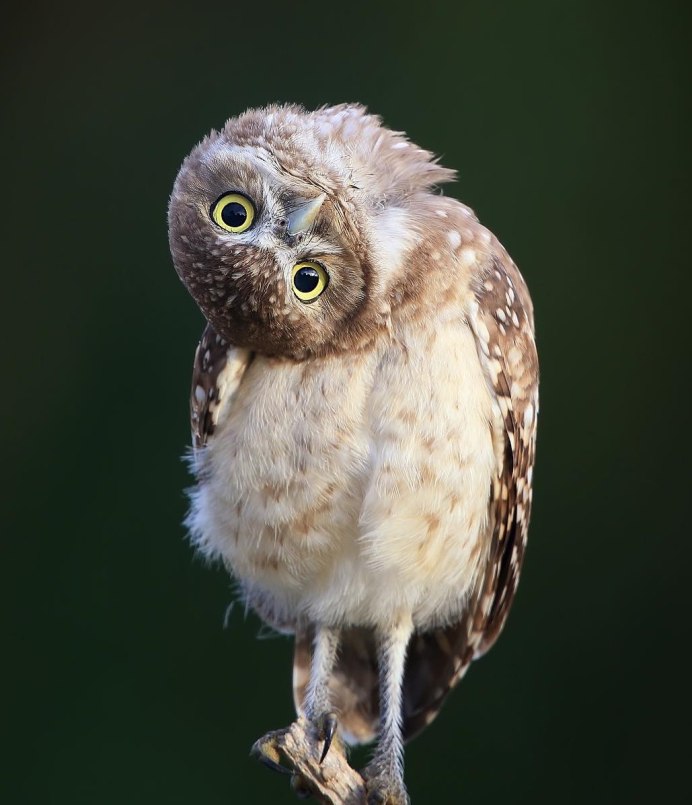 Кроличий Сыч птенец