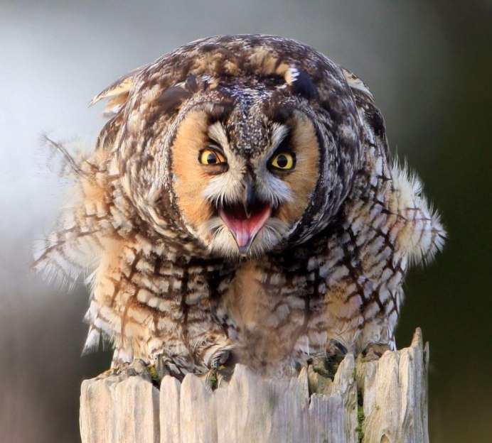 Филин от Совы