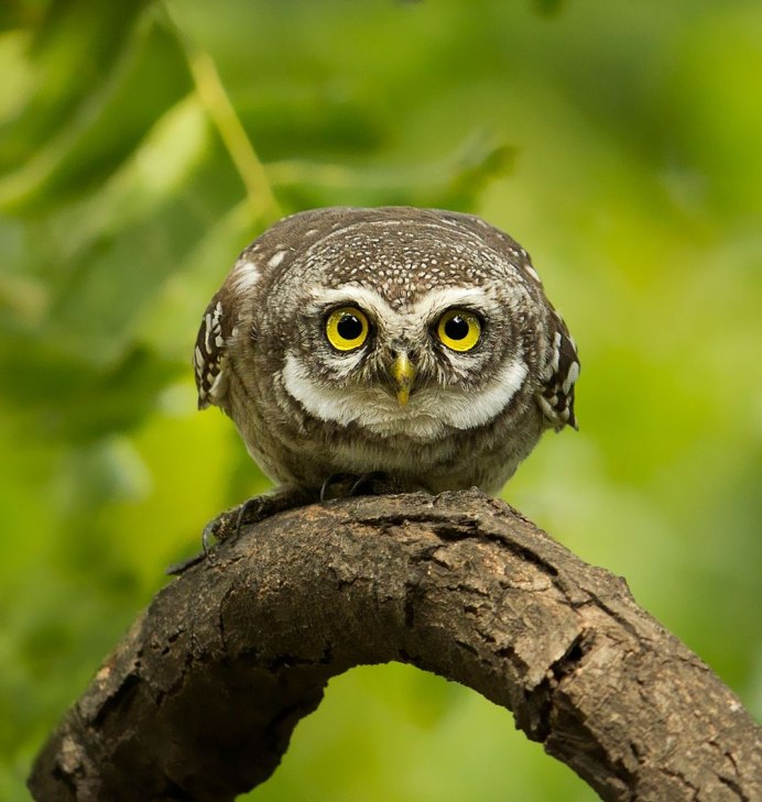 Сова с выпученными глазами