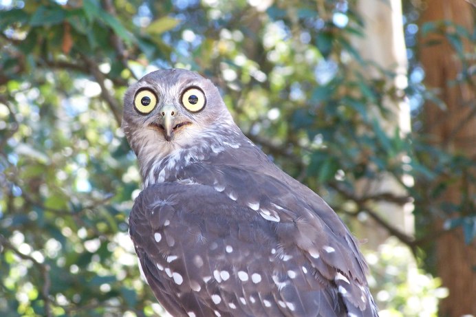 Иглоногая Сова