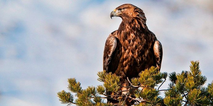 Беркут Aquila chrysaetos