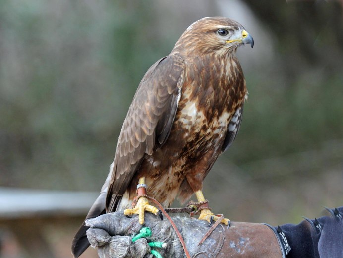 14. Беркут - Aquila chrysaetos (l.).