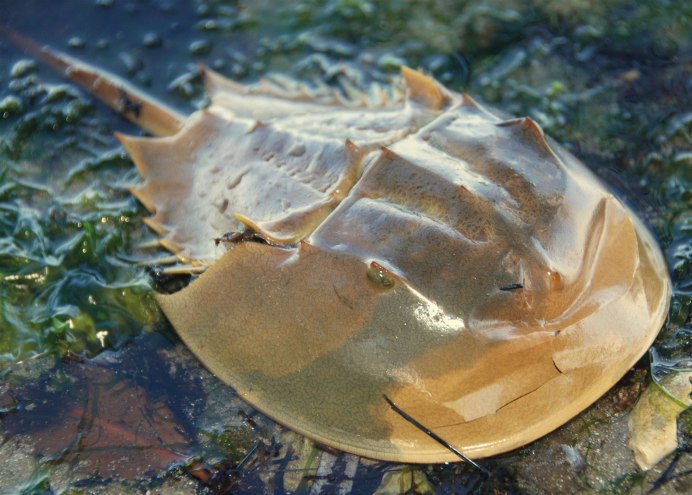 Мечехвоста Limulus