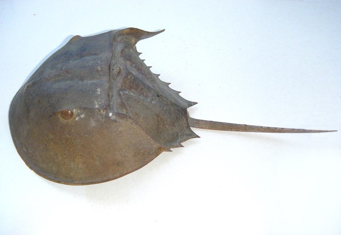 Мечехвост Limulus Polyphemus