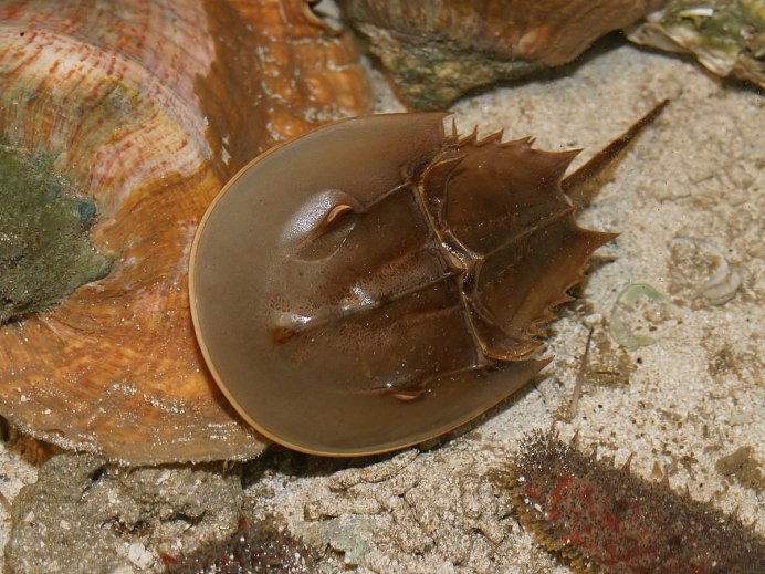 Мечехвост Limulus Polyphemus