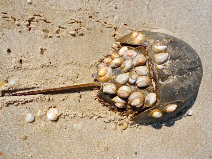 Мечехвост Limulus Polyphemus