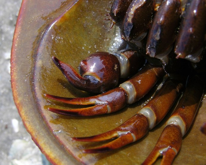 Giant Sea Scorpions
