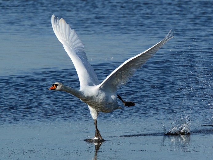 Птица взлетает