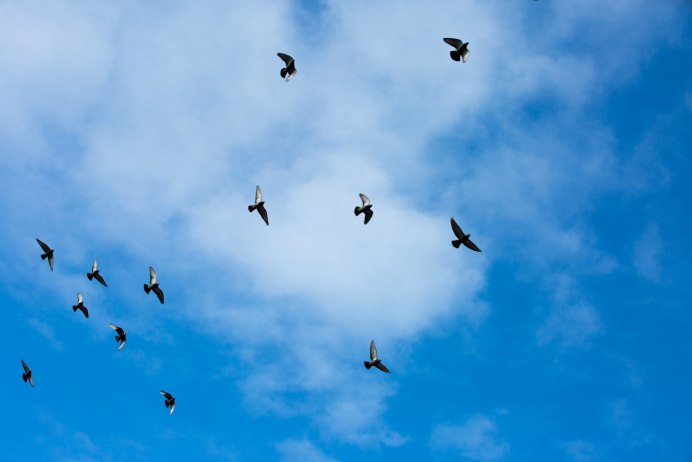 Весна птицы парят