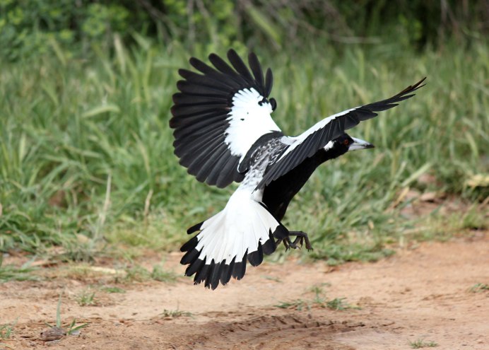 Сорока в полете