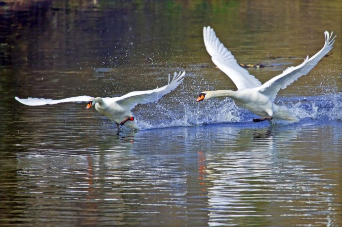 Птицы взлетают с воды