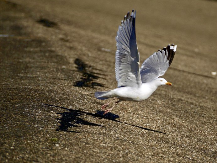 Чайка с расправленными крыльями