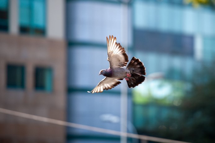 Парящий голубь
