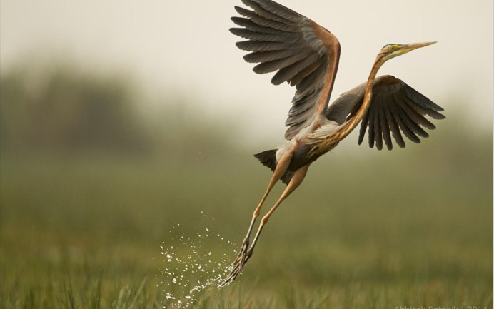 Цапля взлетает