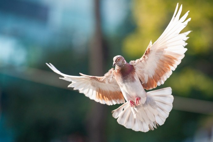 Голубь взлетает