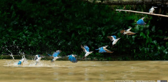 Взлет птицы