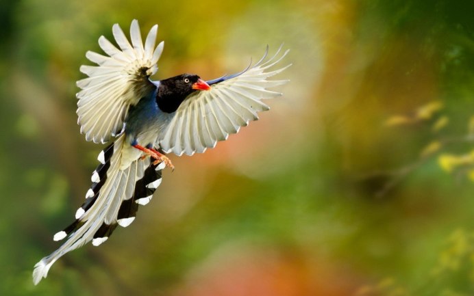 Красивые птички