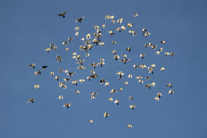 Стая голубей