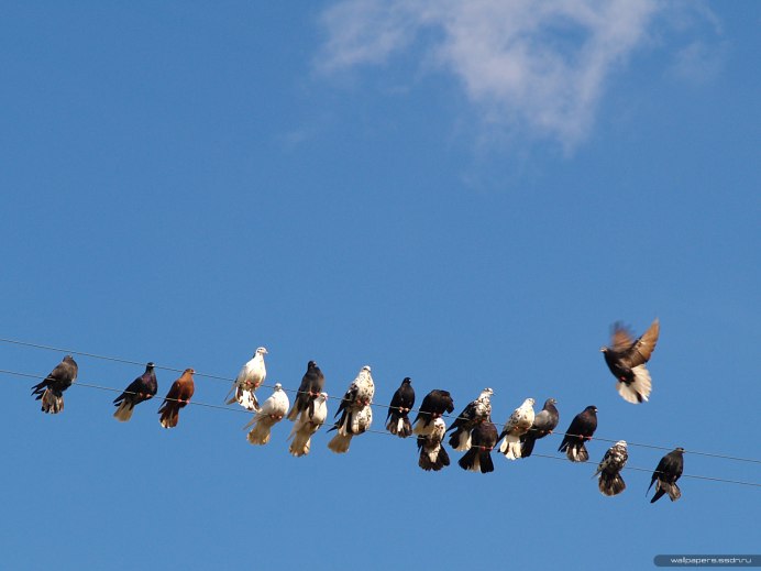 Птица взлетает