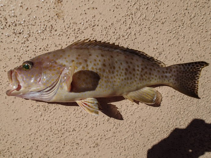 Grouper Мармарис памятник