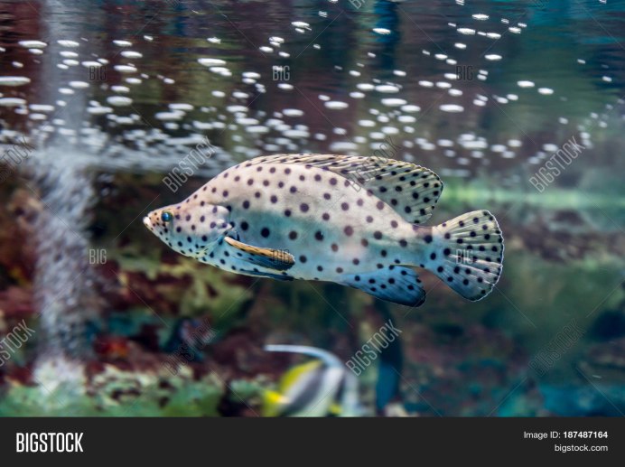 Epinephelus aeneus