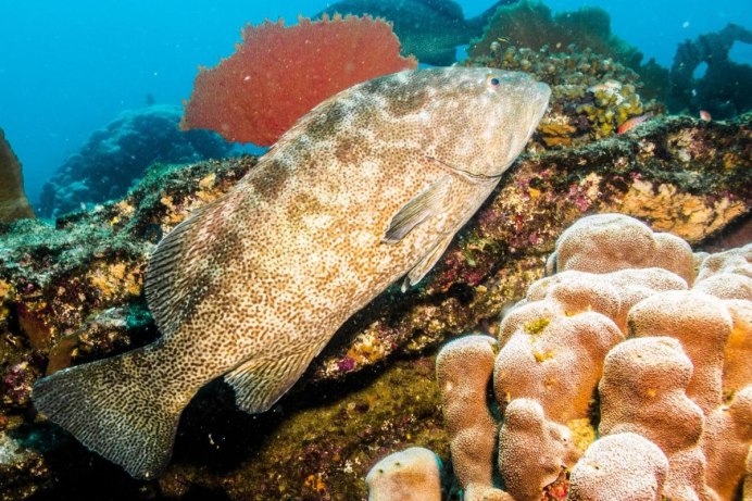 Cromileptes altivelis