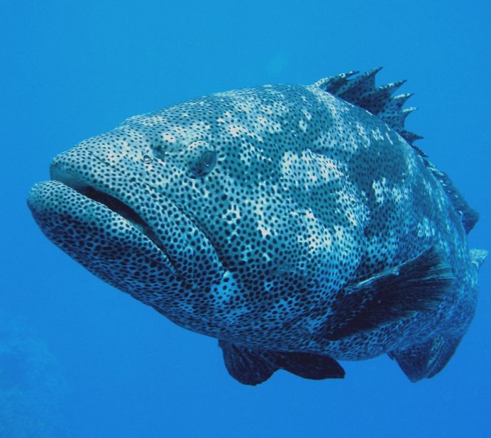 Epinephelus corallicola (морской окунь, группер