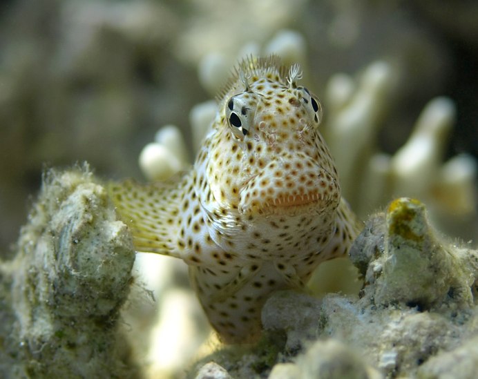 Epinephelus Merra