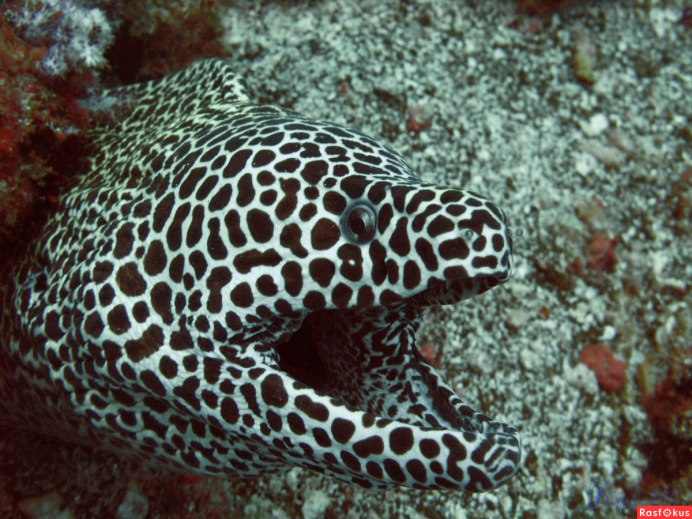 Leopard Coral Grouper