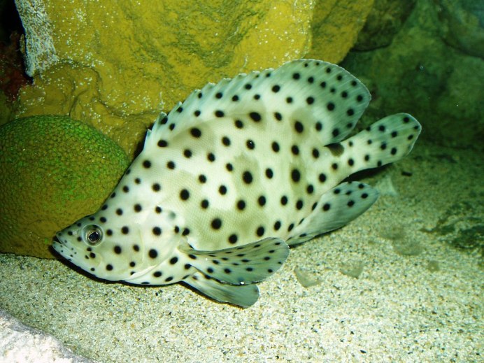Epinephelus tukula